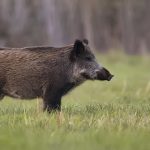 mitos-caca-de-javali